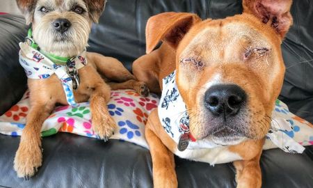 Un perro ciego tiene su propio guía y es lo más tierno que vas a ver hoy
