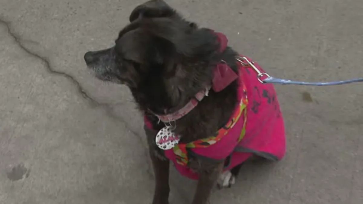 Denuncian envenenamiento masivo de mascotas en Buenos Aires.