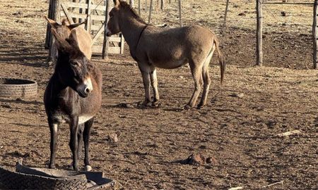 burros guardianes: la estrategia que termino con los ataques de pumas en capilla del monte burros guardianes: la estrategia que termino con los ataques de pumas en capilla del monte