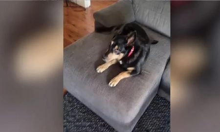 El divertido video del perro que camina sobre cemento húmedo El divertido video del perro que camina sobre cemento húmedo