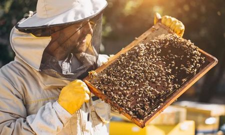 Las abejas criollas del noroeste cordobés producen una miel de monte nativo reconocida por sus propiedades antioxidantes y su sabor vegetal inconfundible. Las abejas criollas del noroeste cordobés producen una miel de monte nativo reconocida por sus propiedades antioxidantes y su sabor vegetal inconfundible.