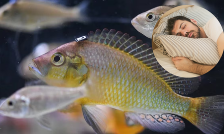 Soñar con pescados es una invitación a prepararse para tiempos de abundancia, pero también a actuar con prudencia Soñar con pescados es una invitación a prepararse para tiempos de abundancia, pero también a actuar con prudencia