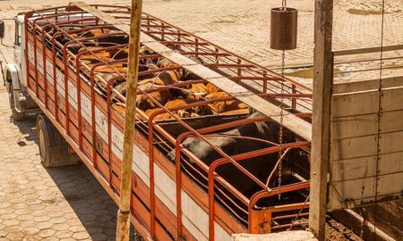 Ante la proximidad del arribo de altas temperaturas, desde Senasa brindaron recomendaciones para el movimiento de hacienda de forma segura. Ante la proximidad del arribo de altas temperaturas, desde Senasa brindaron recomendaciones para el movimiento de hacienda de forma segura.