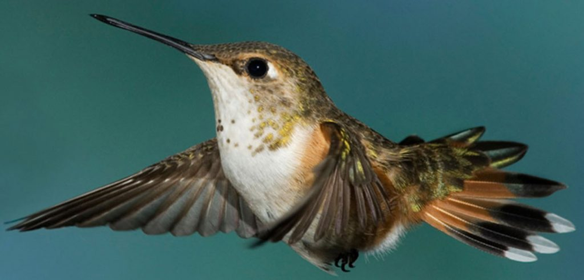 El colibrí habita a todo lo largo y ancho del continente americano.