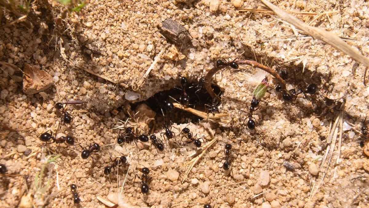 Las hormigas construyen montículos de tierra para proteger sus colonias cuando aumenta la humedad en el suelo. Las hormigas construyen montículos de tierra para proteger sus colonias cuando aumenta la humedad en el suelo.