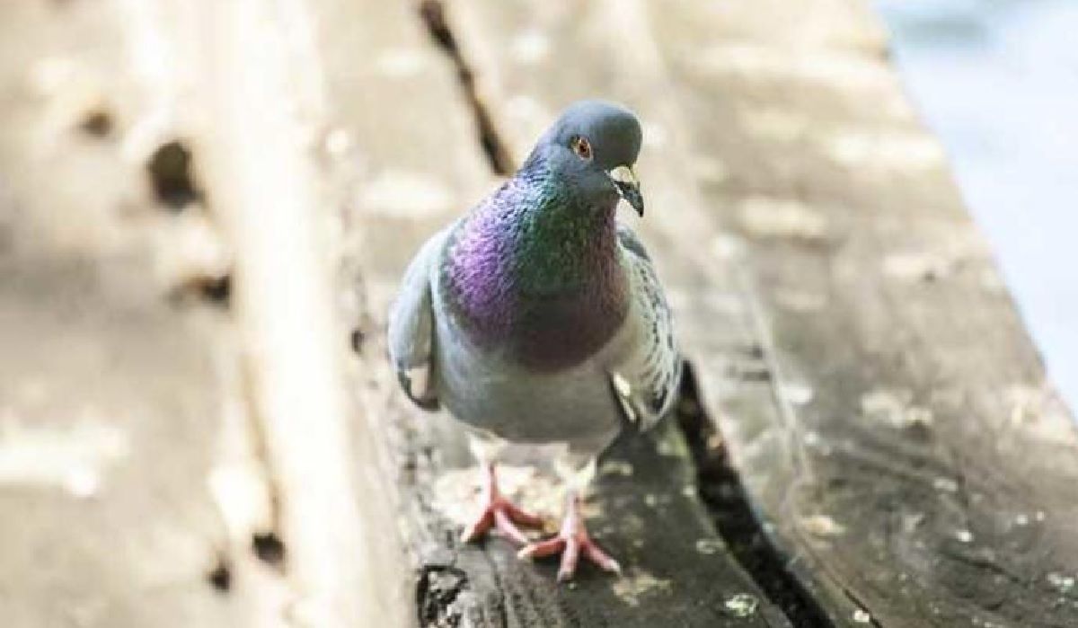 Qué significa que te cague una paloma encima