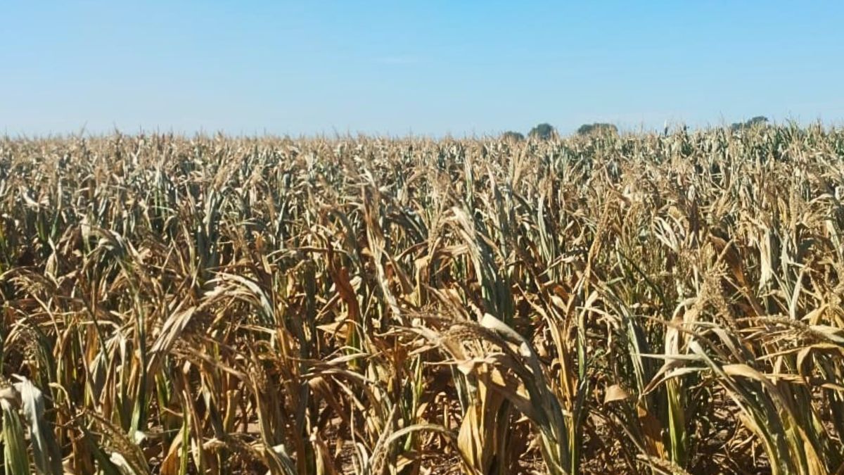 Así quedaron los cultivos de maíz de segunda (sobre trigo o garbanzo) al norte de la ruta 17, afectados por la sequía en estado reproductivo inicial, con capacidad nula de producción. Así quedaron los cultivos de maíz de segunda (sobre trigo o garbanzo) al norte de la ruta 17, afectados por la sequía en estado reproductivo inicial, con capacidad nula de producción.