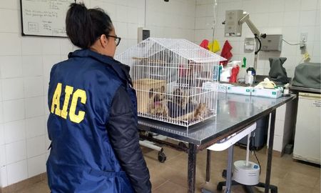 El mono fue puesto bajo la guarda del área de Delitos Ambientales de la AIC. El mono fue puesto bajo la guarda del área de Delitos Ambientales de la AIC.