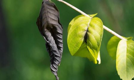 Por qué se ponen negras las hojas de mis plantas suele estar vinculado a errores de riego y humedad. Por qué se ponen negras las hojas de mis plantas suele estar vinculado a errores de riego y humedad.