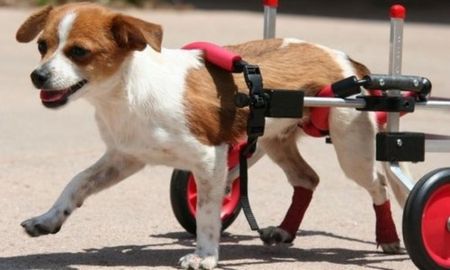 Tiene 90 años y se dedica a fabricar sillas de ruedas para perros