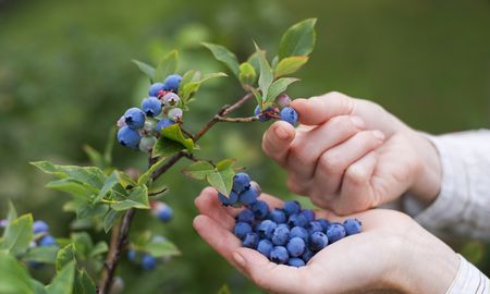 estas son las frutas mas saludables que podes consumir hoy en dia estas son las frutas mas saludables que podes consumir hoy en dia