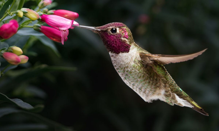 El colibrí es el ave más pequeña del mundo y una de las más llamativas. El colibrí es el ave más pequeña del mundo y una de las más llamativas.