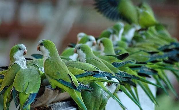 La mayor parte de los casos se da por psitácidos (loros, cotorras) de contrabando, no por animales de criadero. La mayor parte de los casos se da por psitácidos (loros, cotorras) de contrabando, no por animales de criadero.