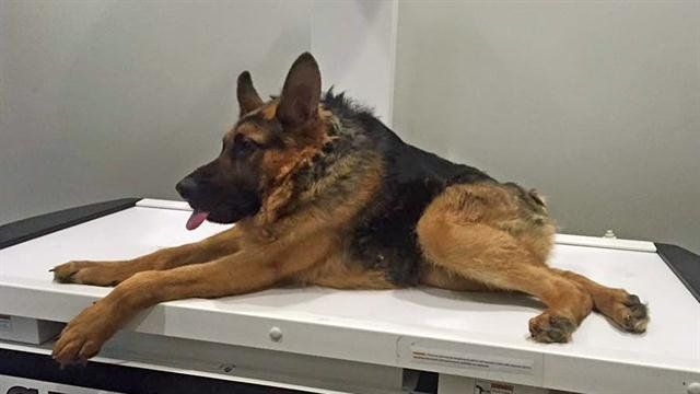 Quasimodo, el perro que con su joroba conquistó miles de corazones