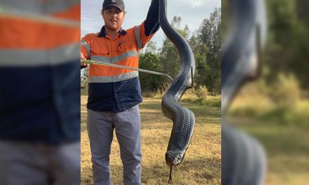 una serpiente negra con el vientre rojo invadio un campo de tiro una serpiente negra con el vientre rojo invadio un campo de tiro