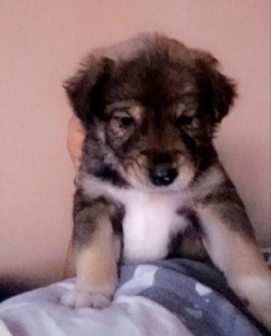 Pensaron que habían adoptado a un pastor alemán y descubrió su verdadera raza meses después.