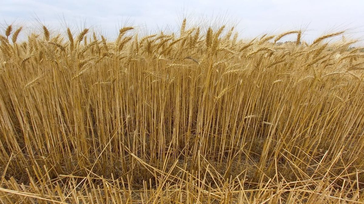 &nbsp;“El trigo vuelve a posicionarse como una pieza fundamental”
