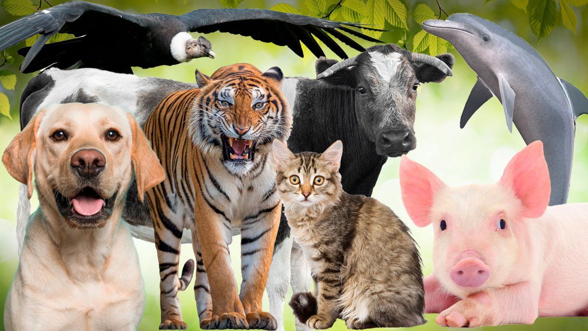 Día del Animal en la Argentina: cuáles son los maltratos más comunes prohibidos por ley