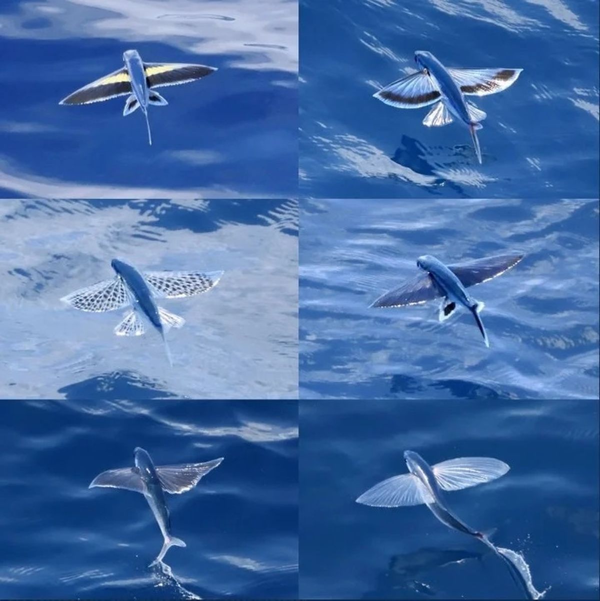 Researchers Photographed Flying Fish That, According To Their Estimates, Belong To At Least Six Species
