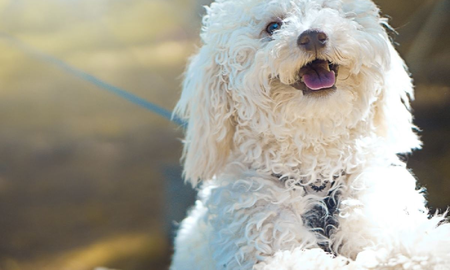 Llevaron a bañar a su caniche en Morón y murió: atacaron a golpes al veterinario hasta dejarlo inconsciente Llevaron a bañar a su caniche en Morón y murió: atacaron a golpes al veterinario hasta dejarlo inconsciente