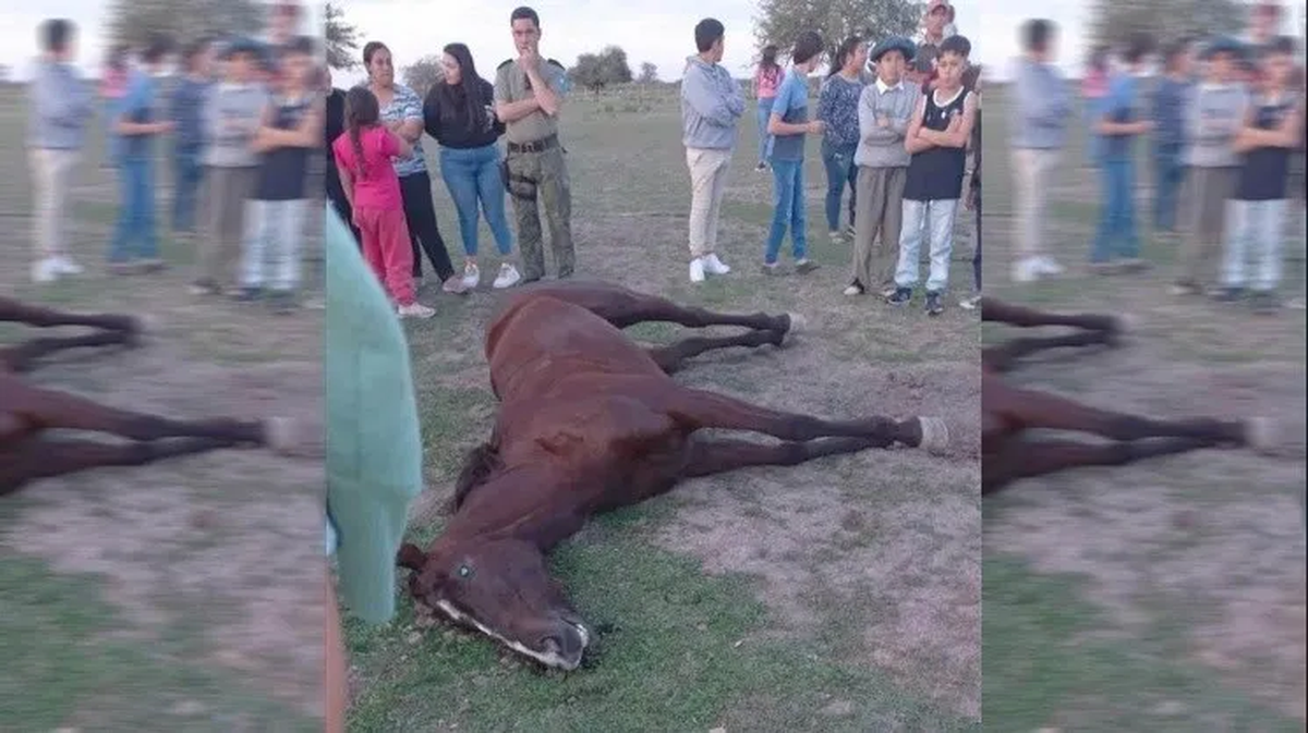 Dos animales se desplomaron en plena carrera y murieron en el acto. Lo responsable de los animales fueron detenidos. Dos animales se desplomaron en plena carrera y murieron en el acto. Lo responsable de los animales fueron detenidos.