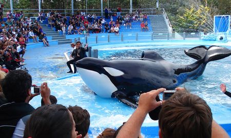 Profunda tristeza y conmoción en Mundo Marino por la muerte de la orca Kshamenk. Profunda tristeza y conmoción en Mundo Marino por la muerte de la orca Kshamenk.