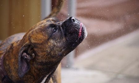 secuestro al perro de su ex novia para que lo desbloquee de sus redes secuestro al perro de su ex novia para que lo desbloquee de sus redes
