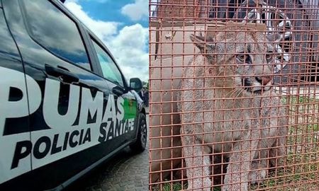 El puma fue hallado en el patio de una vivienda de San Jerónimo Norte. El puma fue hallado en el patio de una vivienda de San Jerónimo Norte.