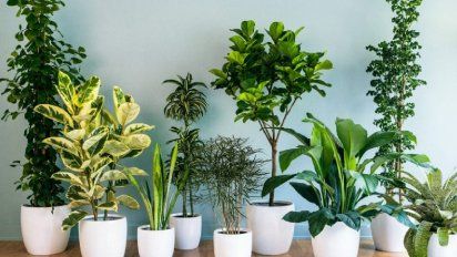 Las 5 mejores plantas para alejar las malas energías de tu casa
