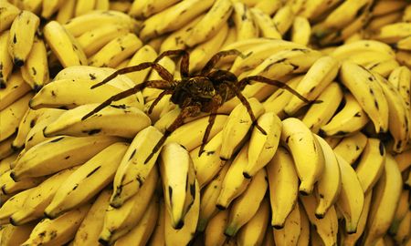 Algunos de los efectos secundarios de su picadura son: pérdida del control muscular, dolor intenso, dificultad para respirar y si su víctima no es tratada con el anti-veneno, puede provocar la muerte debido a la falta de oxígeno Algunos de los efectos secundarios de su picadura son: pérdida del control muscular, dolor intenso, dificultad para respirar y si su víctima no es tratada con el anti-veneno, puede provocar la muerte debido a la falta de oxígeno