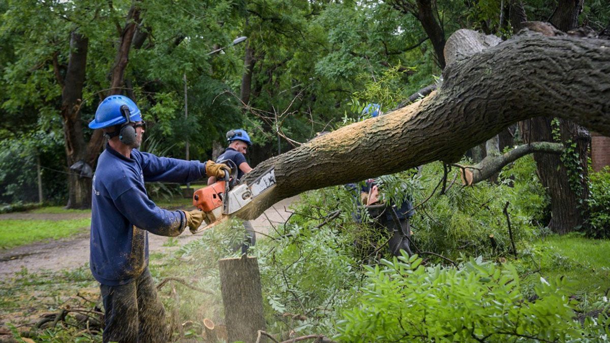 Fuertes vientos provocaron caída de árboles en Mar del Plata