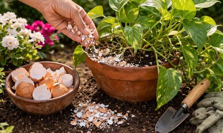 Para qué sirve la cáscara de huevo en plantas de interior y cómo usarla. Para qué sirve la cáscara de huevo en plantas de interior y cómo usarla.