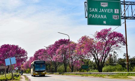 Con el objetivo de preservar una hilera completa de lapachos adultos, que de otro modo habrían sido removidos, el Gobierno Provincial modificó y bajó la cota del acceso al nuevo puente desde Santa Fe. Con el objetivo de preservar una hilera completa de lapachos adultos, que de otro modo habrían sido removidos, el Gobierno Provincial modificó y bajó la cota del acceso al nuevo puente desde Santa Fe.