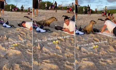 Se quedó dormido en la orilla del mar y al despertar vio una foca a su costado Se quedó dormido en la orilla del mar y al despertar vio una foca a su costado