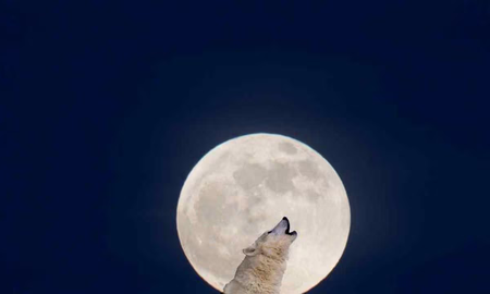 La Luna del Lobo: la primera Luna Llena del año y su significado astrológico La Luna del Lobo: la primera Luna Llena del año y su significado astrológico