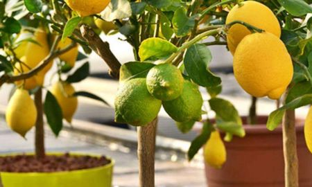 Donde poner la maceta de un limonero para que crezca fuerte, saludable y dé muchos limones Donde poner la maceta de un limonero para que crezca fuerte, saludable y dé muchos limones