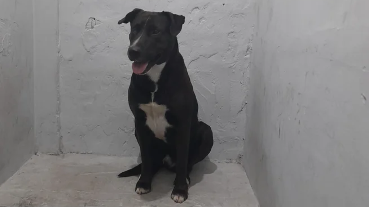 Conmoción en Mar del Plata: una mujer fue detenida por abusar sexualmente de su perro