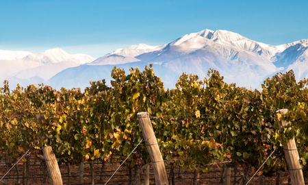 Mendoza es el destino ideal para quienes quieran disfrutar del vino y las montañas. Mendoza es el destino ideal para quienes quieran disfrutar del vino y las montañas.