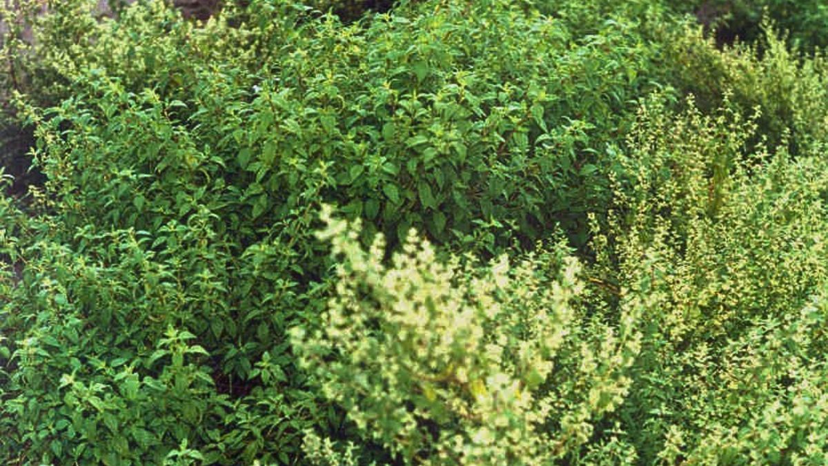 Tras años de selección y evaluación se logró registrar el primer cultivar de peperina del país, denominado Champaquí.