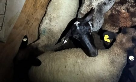 Los animales iban dentro de un carro que era trasladado por un Ford Focus. Los animales iban dentro de un carro que era trasladado por un Ford Focus.
