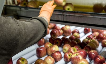 exportaciones de manzanas en alza, pero con los desafios del clima y el recambio generacional exportaciones de manzanas en alza, pero con los desafios del clima y el recambio generacional