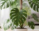 Las raíces aéreas permiten que la monstera se sujete a troncos y absorba humedad del ambiente, tal como ocurre en la naturaleza.