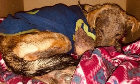 Una ONG que rescata animales de la calle denunció el terrible hecho a través de Instagram. Un hombre se llevó a un cachorro y lo devolvió famélico, infectado y temblando. Una ONG que rescata animales de la calle denunció el terrible hecho a través de Instagram. Un hombre se llevó a un cachorro y lo devolvió famélico, infectado y temblando.