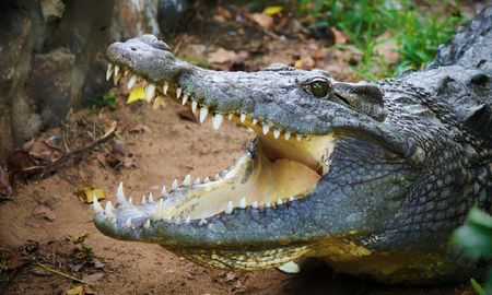 Video viral: un cocodrilo se comió a un dron que lo filmó muy cerca. Video viral: un cocodrilo se comió a un dron que lo filmó muy cerca.