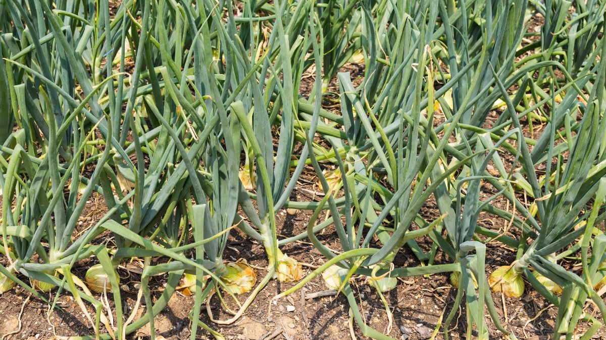 La resolución elimina las exigencias que "distorsionaban los precios de mercado y afectaban la libre competencia". La resolución elimina las exigencias que "distorsionaban los precios de mercado y afectaban la libre competencia".