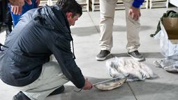 Mientras los científicos del Conicet piden mayores controles sobre la pesca, la Provincia de Santa Fe acaba de prohibir el acopio de pescados de sus ríos para exportación.