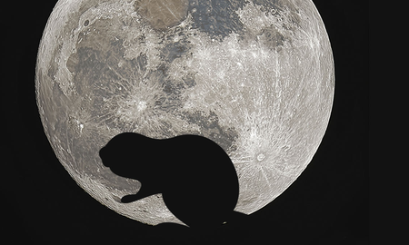 La Luna del Castor que afectará a TODOS los signos en los últimos días de noviembre La Luna del Castor que afectará a TODOS los signos en los últimos días de noviembre