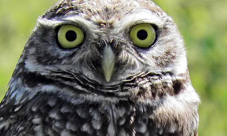 Lechuzas de las vizcacheras: la especie que predomina en Santa Fe Lechuzas de las vizcacheras: la especie que predomina en Santa Fe