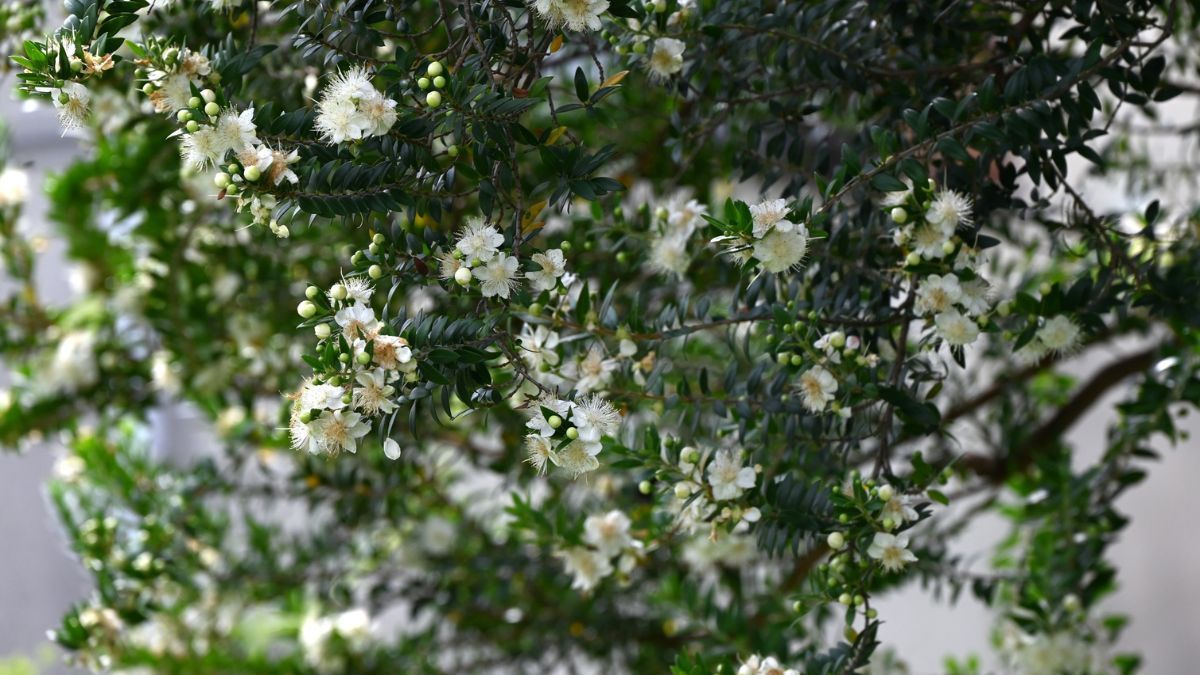 Sus flores blancas y sus hojas aromáticas convierten al mirto en una alternativa ornamental para cultivar en macetas. Sus flores blancas y sus hojas aromáticas convierten al mirto en una alternativa ornamental para cultivar en macetas.