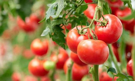 Los 5 alimentos con melatonina para dormir profundo. Los 5 alimentos con melatonina para dormir profundo.